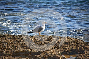 Gull standing alone at the sun light on a rock at the sea shore in a sunny day with a blurred Mediterranean Sea in the background photo