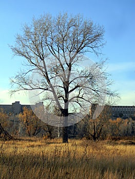 On a walk in the city Park I met such an interesting tree