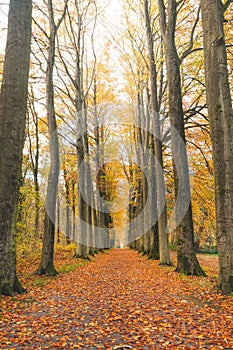 Walk through the colourful autumn forest in the Brabantse Wouden National Park. Tree avenue with orange leaves in the Sonian