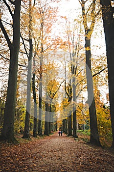 Walk through the colourful autumn forest in the Brabantse Wouden National Park. Tree avenue with orange leaves in the Sonian