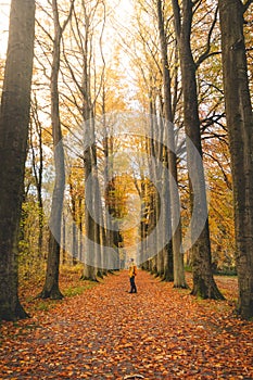 Walk through the colourful autumn forest in the Brabantse Wouden National Park. Tree avenue with orange leaves in the Sonian