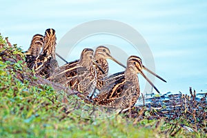 A Walk of Common Snipe - Gallinago gallinago. photo