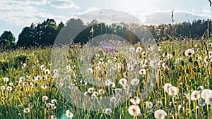 A walk in a country field on a warm summer evening without people. A field with white dandelions and herbs in the rays of the