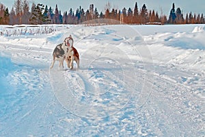 Walk with crazy pets. Siberian husky playing on winter walk. Husky dogs bite and push in snow.