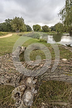 Walk and cycle path with natural log seat