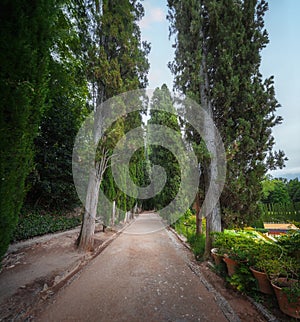 Walk of the Cypress Trees at Generalife Gardens of Alhambra - Granada, Andalusia, Spain photo