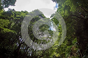 Walk and discover the prego salto waterfall on the island of sao miguel, azores