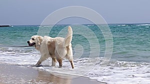 Walk with a dog on the beach