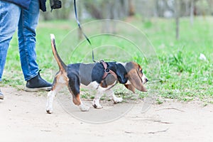 Walk dog on a leash in the park