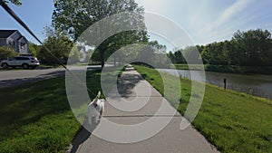 A walk with a dog in the park. Cute jack russell terrier walking on the street
