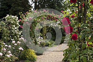 A walk through an English rose garden in summer