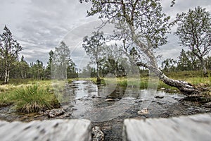 Walk in the Finnish National Park