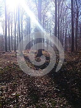 Walk in the ForÃÂªt de Soignes