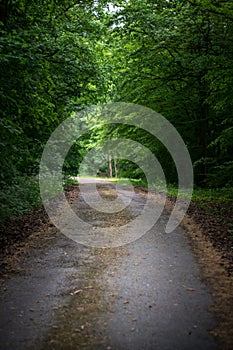 Walk in a forest germany