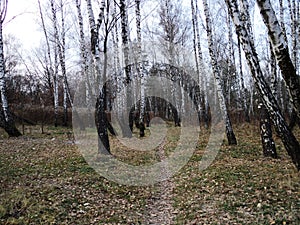 Walk through the forest in late autumn