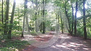 A walk in the forest on a sunny day