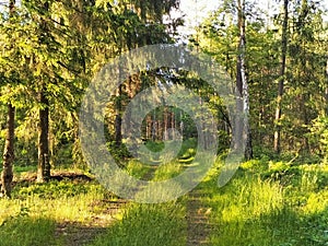 A walk in the forest at sunset, trees and shrubs, green grass