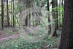 Walk through the forest on a warm day. The pine forest and the trail among the trees.