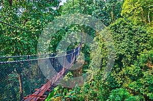 Walk through the greenery, Tree Top Walk, Mae Fah Luang garden, Doi Tung, Thailand