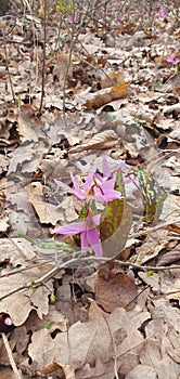 A walk in Hoia Baciu forest in spring