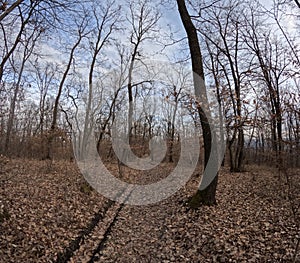 A walk in Hoia Baciu forest in spring