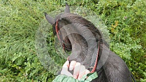 Walk on a horse on a picturesque field. A woman`s hand holds the bridle. View of the brown mane of the horse from above. Weekend