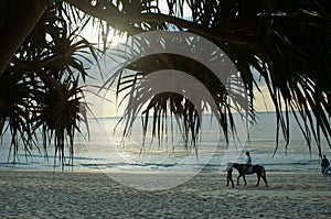 Walk on horseback along the sea the beach Thailand