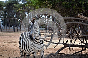 Walk on an Israeli zebra safari.