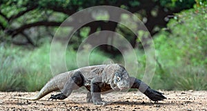 Walk of Komodo dragon. Rinca Island. photo