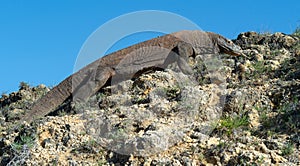 Walk of Komodo dragon. Rinca Island. photo