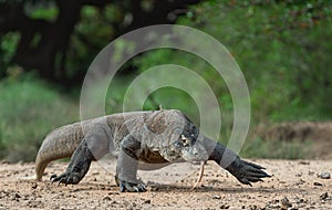 Walk of Komodo dragon. Rinca Island. photo