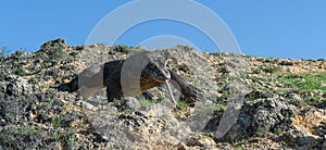 Walk of Komodo dragon. Rinca Island. photo