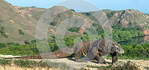 Walk of  Komodo Dragon. Scientific name: Varanus komodoensis.  Natural habitat. Rinca island. Indonesia.Indonesia