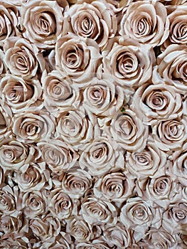 Walk of latte roses