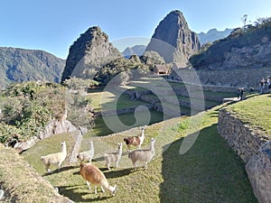 Walk at Machu Picchu ruins - one of the New Seven Wonders of the World