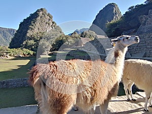 Walk at Machu Picchu ruins - one of the New Seven Wonders of the World