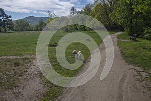 Walk with Maltese dog in the park