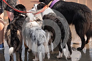Walk with many Border Collies on a leash - group of dogs