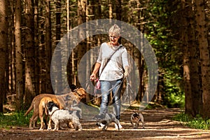 Walk with many dogs on a leash. Dog sitter with different dog breeds in the beautiful forest