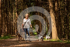 Walk with many dogs on a leash. Dog sitter with different dog breeds in the beautiful forest