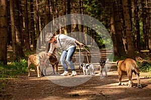 Walk with many dogs on a leash. Dog walker with different dog breeds in the forest