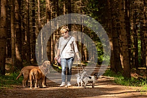 Walk with many dogs on a leash. Dog walker with different dog breeds in the forest