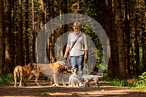 Walk with many dogs on a leash. Dog sitter with different dog breeds in the beautiful forest