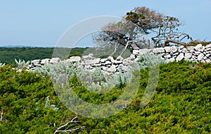 Walk among maquis shrubland, Bonifacio, Corsica, France photo