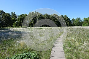 Walk in the meadow covered with feather-grass