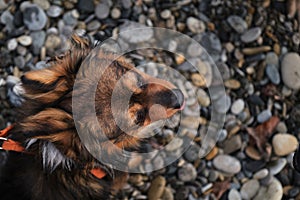 Walk with mix breed dog in fresh air in nature. Portrait of charming fluffy brown and white mongrel close up on beach against