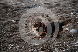 Walk with mix breed dog in fresh air in nature. Portrait of charming fluffy brown and white pet pooch with orange harness on beach