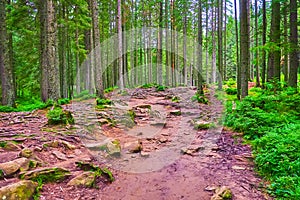 The walk in mountain conifer forest, Mount Hoverla, Carpathians, Ukraine