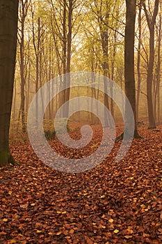 Walk into the mystical Wyre Forest on a foggy morning