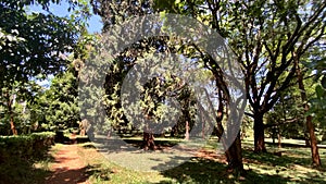 A Walk in the Nairobi Arboretum: